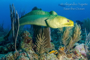 Hunting on the Reef, San Pedro Belize by Alejandro Topete 